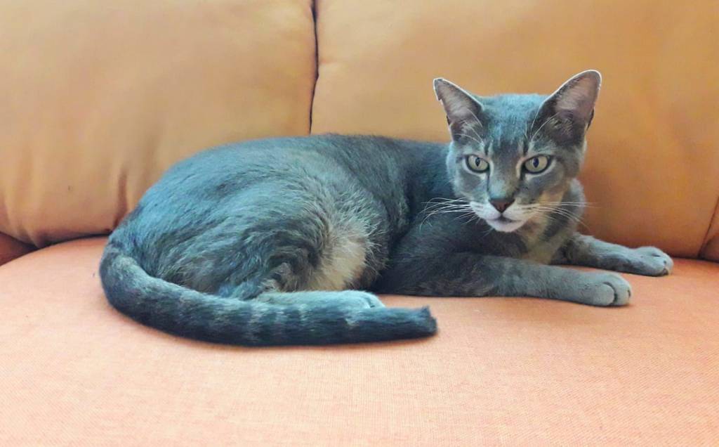 Todos los gatos: el&nbsp;gato